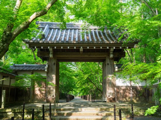 京都バスツアー 楊谷寺＋光明寺＋善峯寺 京都・西山三山の青もみじとアジサイを楽しむ（6/1～29）＜昼食付／京都駅発＞by おこしバス（京都定期観光バス）