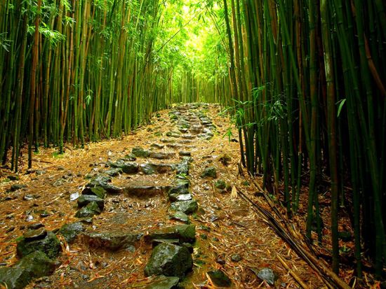 マウイ島ハイキングツアー　手つかずの自然が残る「天国の地」ハナの熱帯雨林＆緑に囲まれた滝つぼ ＜昼食付き／英語ガイド＞