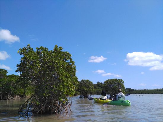 マングローブカヤックツアー　満潮時間に合わせ、小浜島の汽水域でシーカヤックを体験！＜2時間／小浜島＞