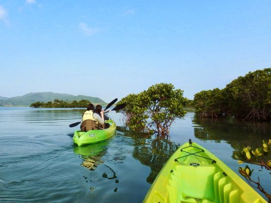 マングローブカヤックツアー　満潮時間に合わせ、小浜島の汽水域でシーカヤックを体験！＜2時間／小浜島＞