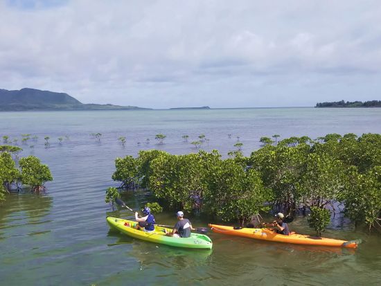 マングローブカヤックツアー　満潮時間に合わせ、小浜島の汽水域でシーカヤックを体験！＜2時間／小浜島＞