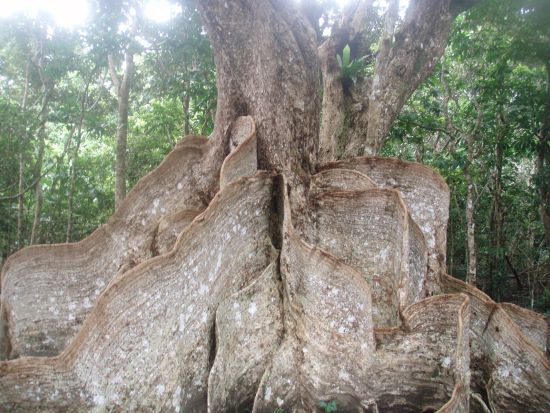 【貸切】西表島の大自然を満喫するプライベートツアー　カヌーやデイキャンプなど自由にアレンジ可能 ＜1日／昼食付き／大原港または送迎あり／西表島＞