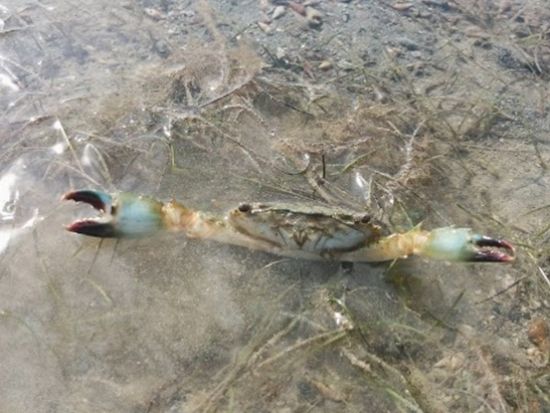 小浜島マングローブ探検ツアー　いろんな生き物が生息する干潟をガイドがご案内！見て、聞いて、体験して自然を感じよう＜1歳から参加OK／2時間／ホテル送迎可＞