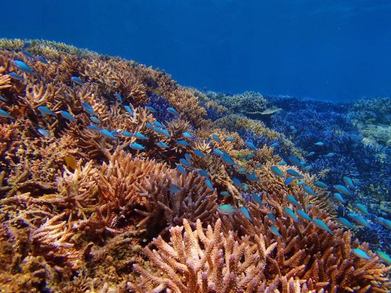 小浜島プライベートツアー　1日1組限定！カヤックやシュノーケリング、自然探検など、オーダーメイドでご案内＜3時間＞