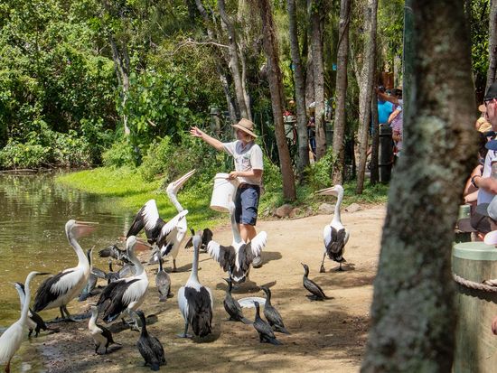 CWSPelican&Eel0W6A0696