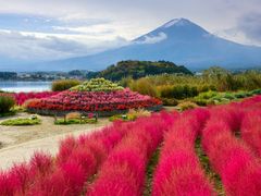 Oishi Park_Kokia_shutterstock_335579306