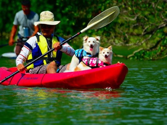 【愛犬連れOK】マングローブカヤック体験　アクセス良好な比謝川で愛犬とマングローブを満喫　生き物観察やパワースポット・ガジュマルの木もご案内＜2時間／嘉手納町＞