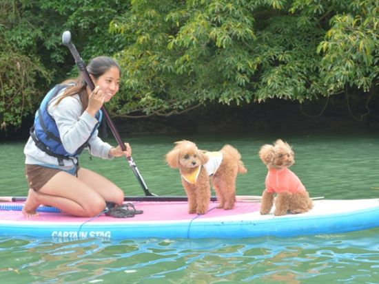 【愛犬連れOK】マングローブSUP体験　流れが穏やかな比謝川をSUPで自由に漕ぎ進む　生き物観察やパワースポット・ガジュマルの木にもご案内＜2時間／嘉手納町＞