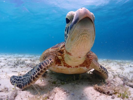 【八重干瀬】体験ダイビング＆シュノーケリング 気分はまるで水族館の水槽の中！普段味わえない感動体験を スタッフによる写真&ドローン撮影！水中カメラ無料レンタル付