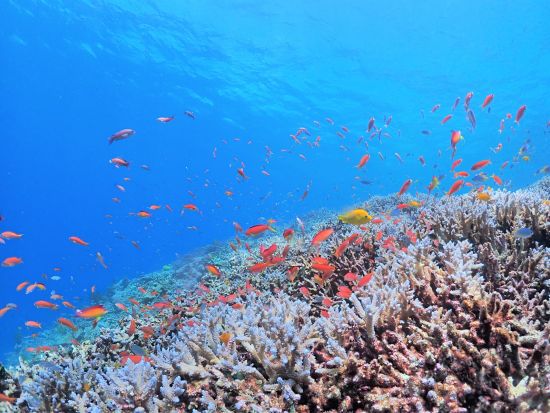 【八重干瀬】体験ダイビング＆シュノーケリング 気分はまるで水族館の水槽の中！普段味わえない感動体験を スタッフによる写真&ドローン撮影！水中カメラ無料レンタル付