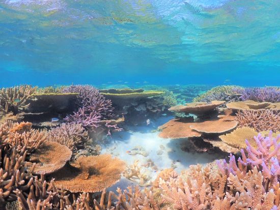 【八重干瀬】チャーターツアー　貸切だからこそ可能なポイントもリクエストOK！シュノーケル装備込み＜1～7名／通年催行／午前・午後／宮古島＞