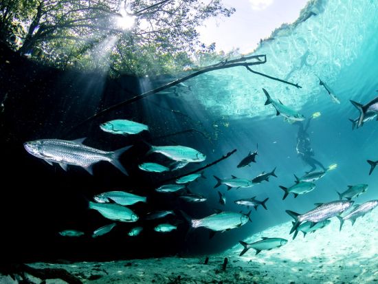 セノーテ体験ダイビング＋トゥルム遺跡 or プラヤ・デル・カルメン散策＜貸切／昼食／日本人インストラクター／1ダイブ／カンクン発＞by クイーンエンジェル