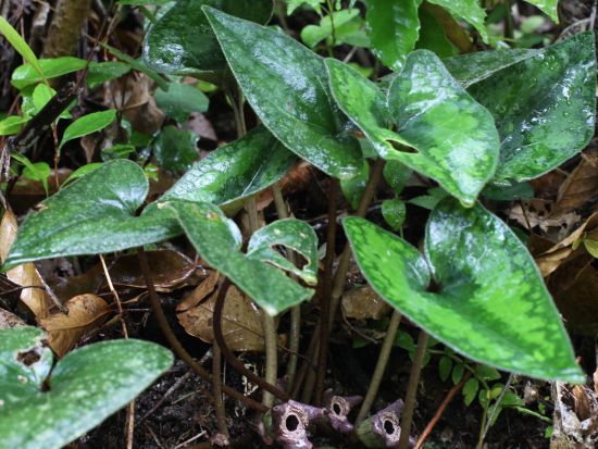 世界自然遺産の山で自然観察ハイキング エコツアーガイドと山に入って希少な生物を探そう！ ＜ガイド2名／1-3月限定／1日1組限定＞ by NPO法人徳之島虹の会