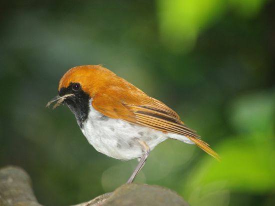 世界自然遺産の山で自然観察ハイキング エコツアーガイドと山に入って希少な生物を探そう！ ＜ガイド2名／1-3月限定／1日1組限定＞ by NPO法人徳之島虹の会