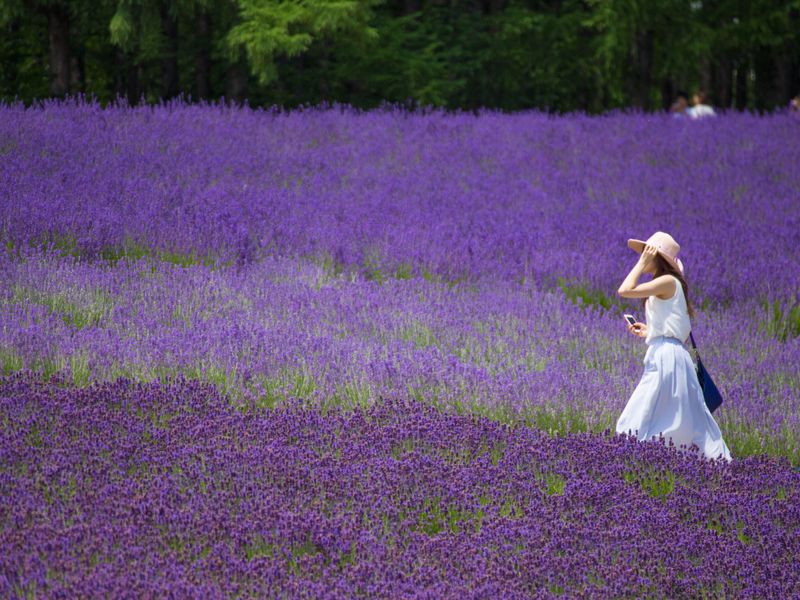 Japan_Hokkaido_Furano_Lavender_shutterstock_766551280