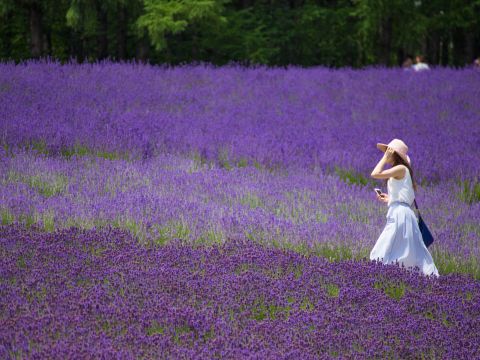 北海道観光タクシー　富良野・美瑛・旭川観光コース＜札幌・小樽・新千歳空港発＞by北海道 観光小樽個人生田タクシー