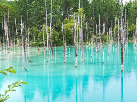 北海道観光タクシー　富良野・美瑛・旭川観光コース＜札幌・小樽・新千歳空港発＞by北海道 観光小樽個人生田タクシーの写真4