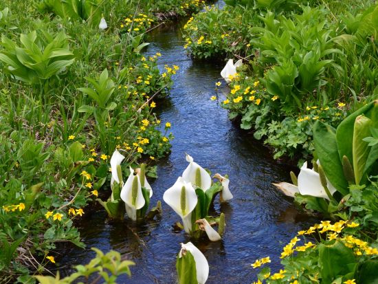 尾瀬ハイキング日帰りバスツアー ハイキング初級の方におすすめ水芭蕉の絶景と鳩待峠直行＆足湯体験＆群馬名物弁当付き＜5～6月／新宿発＞