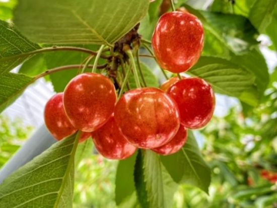 さくらんぼ狩り食べ放題