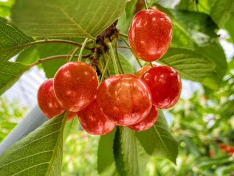 さくらんぼ狩り食べ放題