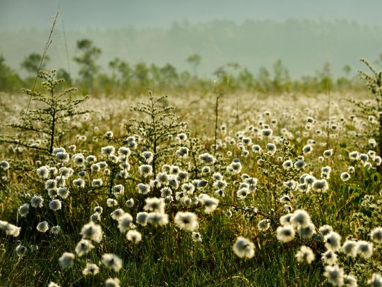 Japan_Tochigi_Oku-Nikko_Senjo-gahara_pixta_76433632_M