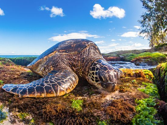 ノースショア（ハレイワ）観光　選べるアクティビティ（シュノーケル・カヤックなど）＜1日／ワイキキorアウラニ・ディズニー・リゾート＆スパ発＞