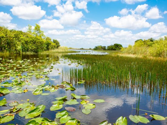 世界遺産 エバーグレーズ国立公園　エアボート乗船＆アリゲーターショー鑑賞ツアー ＜半日／日本語ドライバーガイド＞