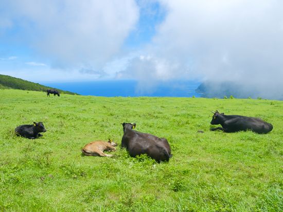 Fureai_Farm_ふれあい牧場_pixta_65670004_M