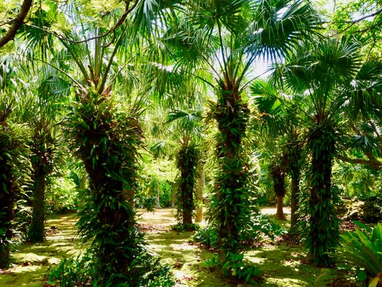 Syokubutu_Koen_植物公園_pixta_89614194_M