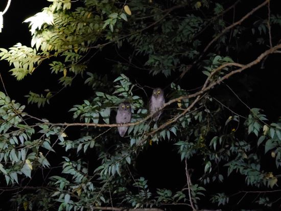 奄美大島〈お得なセットプラン〉【SUP＋シュノーケル＋マングローブカヌー＋ナイトツアー 】美しい白浜が広がる奄美大島！おひとり様も可能 by 奄美シーランド