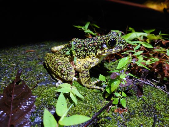 奄美大島【ナイトツアー120分】世界自然遺産の奄美大島で野生生物を探しに行こう！まるで宝探しのような感覚！お一人様も可能by 奄美シーランド