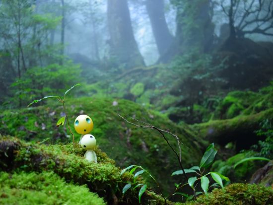 白谷雲水峡（苔むす森まで）トレッキング＋体験ダイビング 1日ツアー ＜昼弁当付＞by 屋久島ガイドクラブ