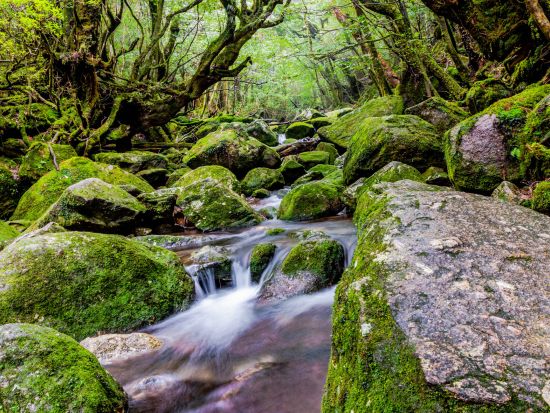 白谷雲水峡（苔むす森まで）トレッキング＋体験ダイビング 1日ツアー ＜昼弁当付＞by 屋久島ガイドクラブ