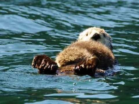知床半島ネイチャーウォッチングツアー プライベートで知床の大パノラマの自然に包まれる一日＜貸切／6名まで／根室市内ホテル送迎可／根室市＞