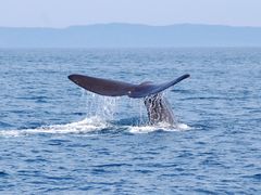 Blue-Whale0004