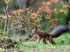 Hokkaido-Squirrel(13)