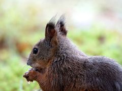 Hokkaido-Squirrel(5)