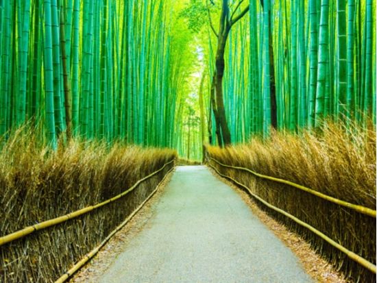 【京都地下鉄・嵐電1dayチケット】1日乗り放題  京都観光を効率よく満喫！＜利用可能区間：嵐電 嵐山本線・北野線 全線／ 烏丸線・東西線 全線／京都市＞