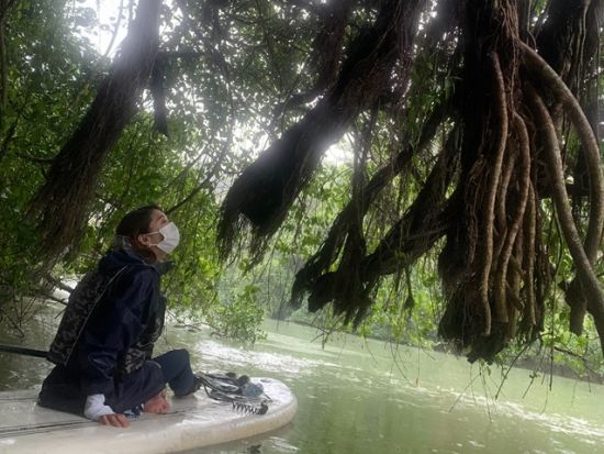 【愛犬連れOK】マングローブSUP体験　流れが穏やかな比謝川をSUPで自由に漕ぎ進む　生き物観察やパワースポット・ガジュマルの木にもご案内＜2時間／嘉手納町＞