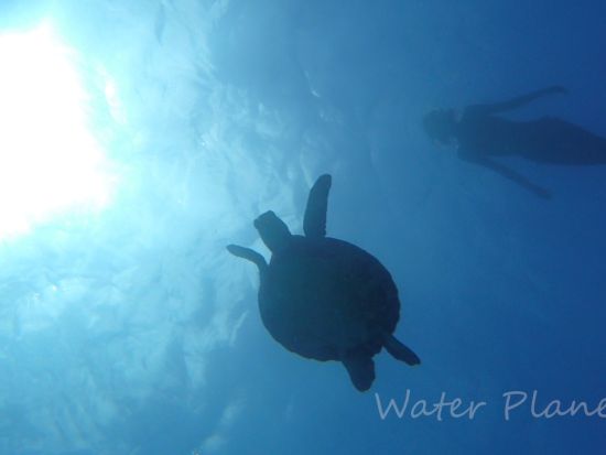 奄美大島でシュノーケリング！ウミガメと一緒に海の冒険（半日 or 1日）＜笠利町＞by 奄美大島ウェルネス&アドベンチャーUNIMARE