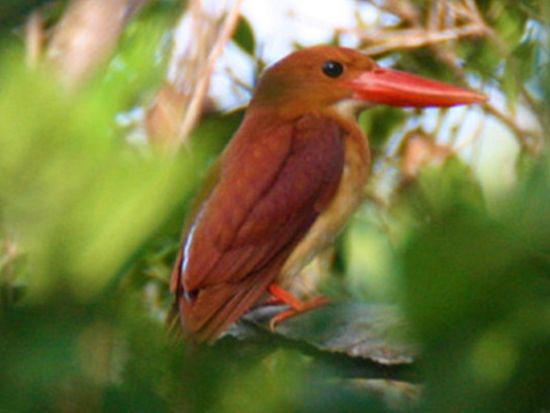 座間味島ウォーキングツアー　自然観察と絶景の広がる3つの山歩きコース＜2時間～／座間味島＞