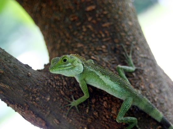座間味島ウォーキングツアー　自然観察と絶景の広がる3つの山歩きコース＜2時間～／座間味島＞