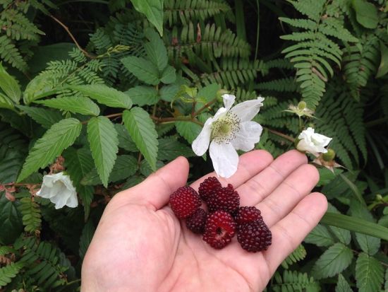 座間味島ウォーキングツアー　自然観察と絶景の広がる3つの山歩きコース＜2時間～／座間味島＞