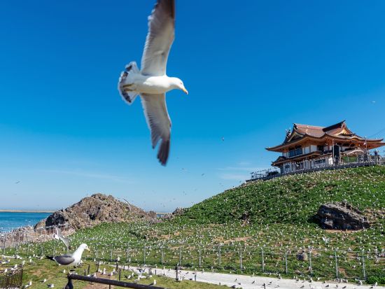 蕪島SUP体験 ウミネコが舞う三陸復興国立公園の蕪島へ！公認インストラクターが丁寧にレクチャー＜6歳から参加可／通年／2.5時間／八戸市＞