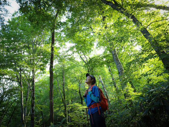 歌才ブナ林ネイチャーガイドウォーク ネイチャーガイドが天然記念物ブナ林をご案内　四季折々の美しさを堪能 ＜前日17時までリクエスト予約可／3～12月／黒松内町＞