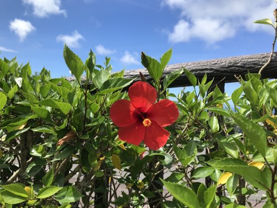 ガイド貸切ツアー　森、川、海などやんばるの自然に囲まれた沖縄の日常を体験する大人旅＜7時間／名護市＞by がじゅまる自然学校