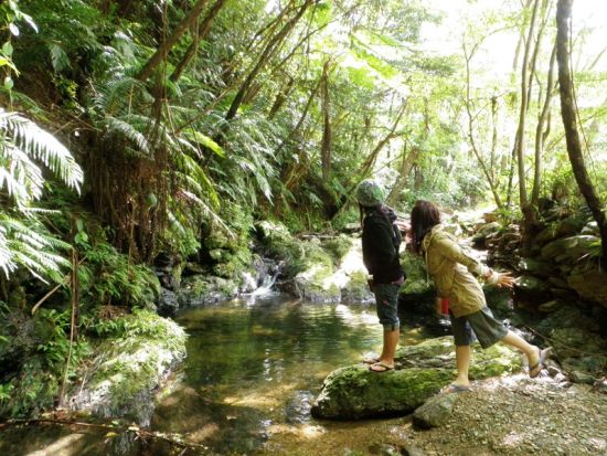 ガイド貸切ツアー　やんばるの自然に囲まれた沖縄で遊びや学びを楽しむ家族旅＜7時間／名護市＞by がじゅまる自然学校