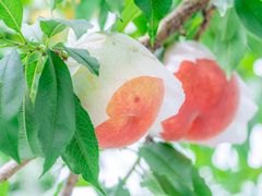 pixta_67550531_M