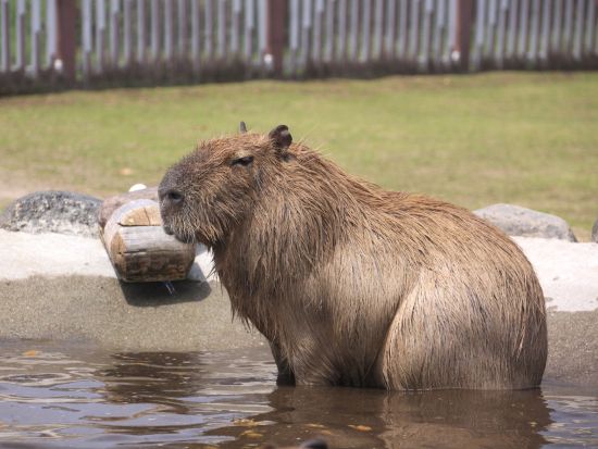 【熊本市内発／黒川温泉着】貸切観光タクシー　阿蘇ファームランド＋阿蘇山中岳火口＋大観峰 ＜約5時間＞ by 熊本タクシー