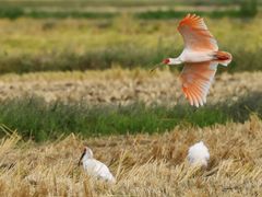 Japan_Niigata_Sado Island_Toki_pixta_67454187_L